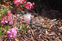 ASPERSOR HALO SPRAY 360° | COM ESTACA - HUNTER