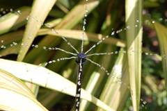 ASPERSOR SOLO DRIP 360° | COM ESTACA - HUNTER